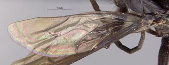 Media type: image;   Entomology 17039 Aspect: Wing hind